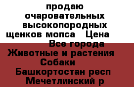 продаю очаровательных высокопородных щенков мопса › Цена ­ 20 000 - Все города Животные и растения » Собаки   . Башкортостан респ.,Мечетлинский р-н